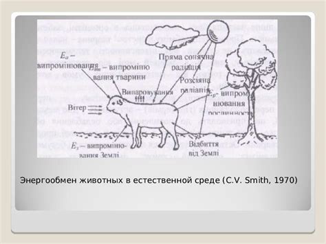 Влияние среды на нос