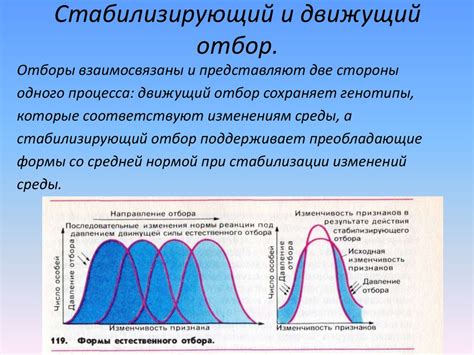 Влияние стабилизирующего отбора на фенотипические изменения