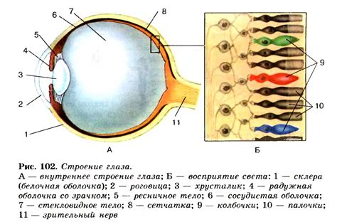 Влияние строения глаз на зрительные возможности