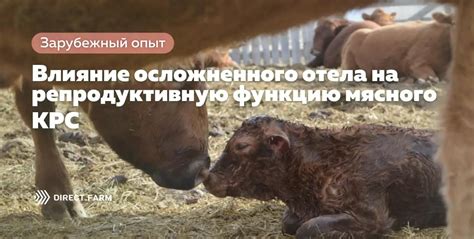 Влияние течки у коровы после отела на ее репродуктивную способность