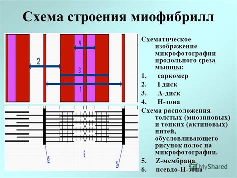 Влияние толстых миозиновых нитей на силу и скорость мышечной сократительной активности