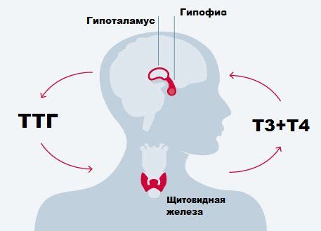 Влияние увеличения ТТГ на организм