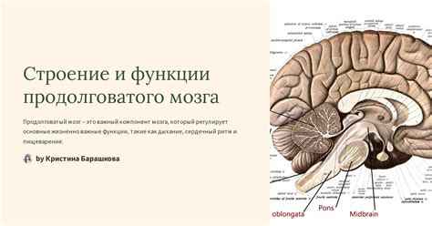 Влияние угнетения на функции продолговатого мозга