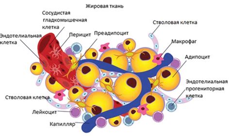 Влияние уровня жировой ткани на отопление организма