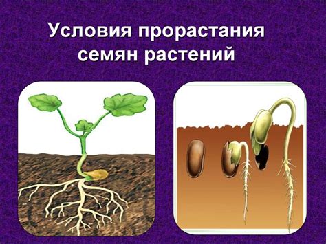 Влияние факторов на прорастание семян томатов