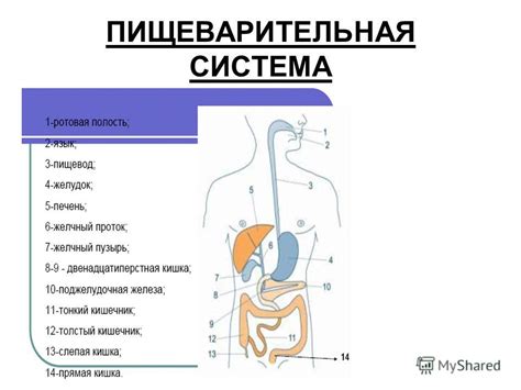 Влияние физической активности на всасывание питательных веществ