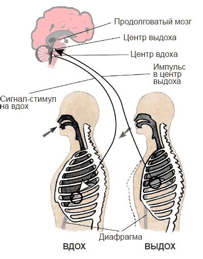 Влияние хлороформа на нервную систему и дыхательный процесс