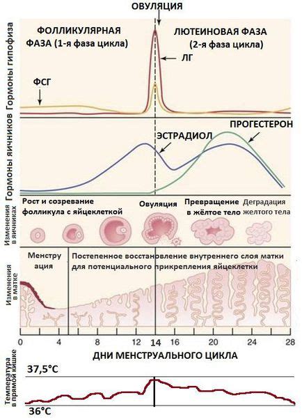 Влияние цикла 38 дней на организм