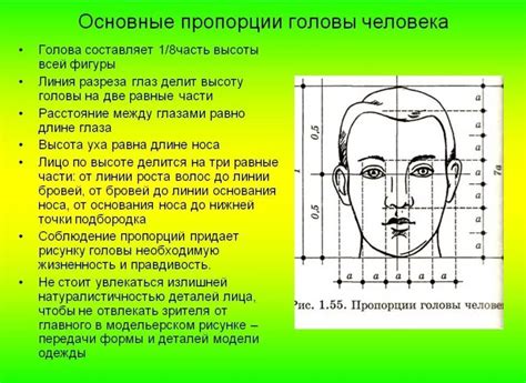 Влияние черепной формы на характеристики лица