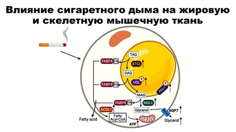 Влияние яичного белка на обмен веществ и жировую ткань