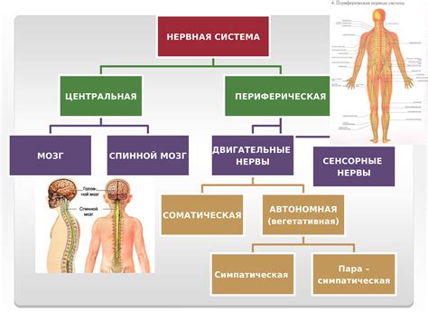 Вмешательство в работу нервной системы