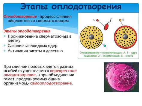 Внешнее оплодотворение