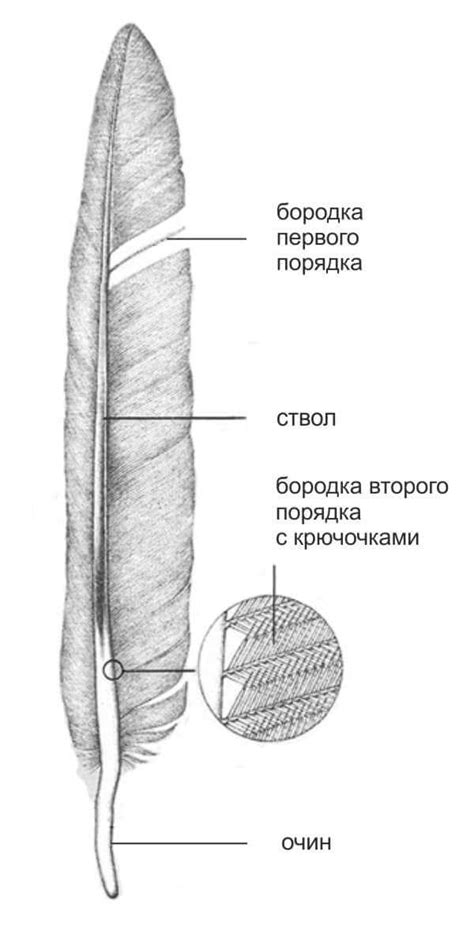 Внешнее строение пера уток