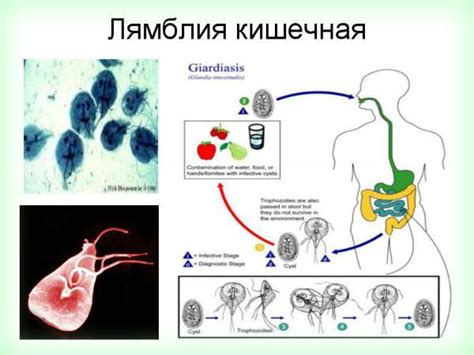 Внешние признаки глистов