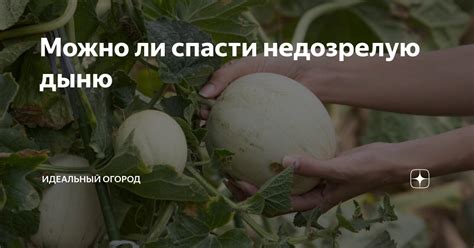 Внешние признаки зрелой дыни