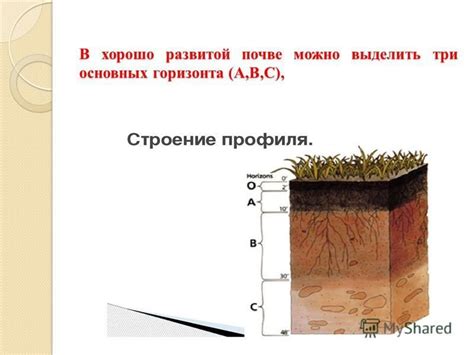 Внешние признаки кислотности почвы