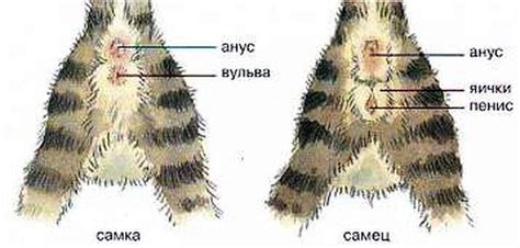 Внешние признаки пола котенка