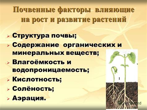 Внешние факторы, влияющие на рост и развитие капусты