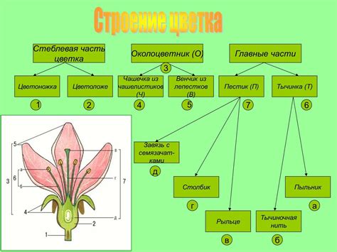 Внешний вид и функции цветков