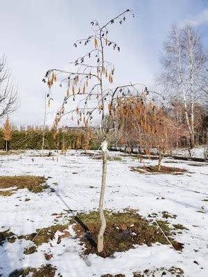 Внешний вид ольхи зимой