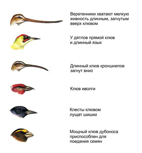 Внешний вид птиц: оперение, клювы и окраска