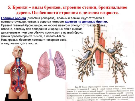 Внимательно изучите физиологические особенности