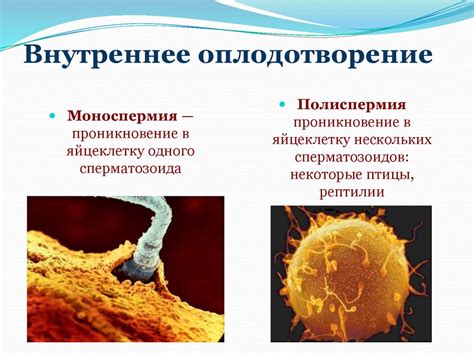 Внутреннее оплодотворение