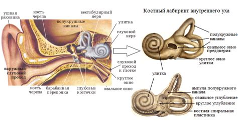 Внутреннее ухо и пульсации: что связывает?