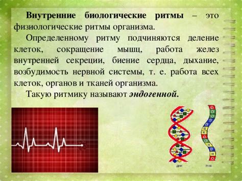 Внутренние биологические ритмы