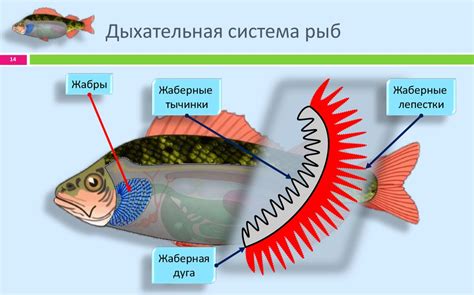 Внутренние конфликты женщин рыб