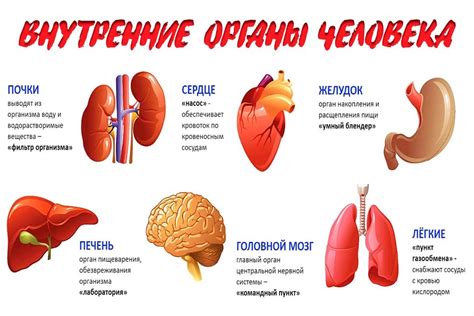 Внутренние органы: почему мы не ощущаем их