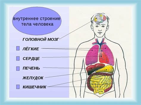 Внутренние повреждения организма