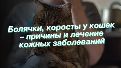 Внутренние причины коросты у кота