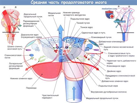 Внутренняя и наружная стимуляция продолговатого мозга