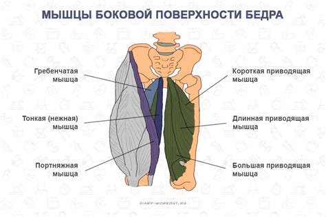 Внутренняя сторона бедра