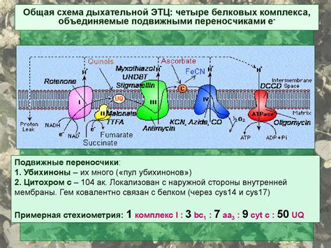 Внутримембранный пространство и электрон-транспортная цепь