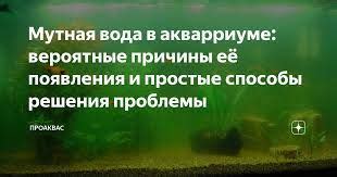 Вода в аквариуме стала белой: причины и методы решения