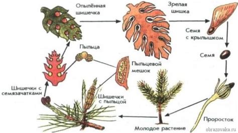 Вода и гидратация в размножении голосеменных растений