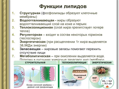 Водоотталкивающий слой на перьях