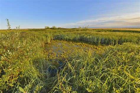 Водоочистительные способности болот