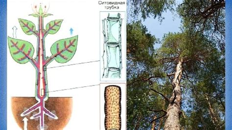 Водопроводная система в растениях