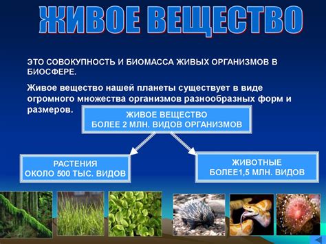 Водоросли: живые организмы и их роль в природе