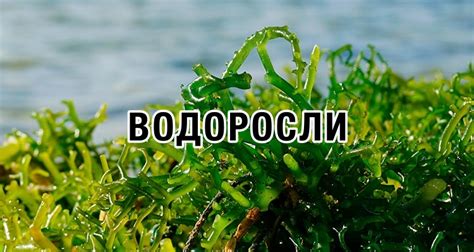 Водоросли: интригующие организмы