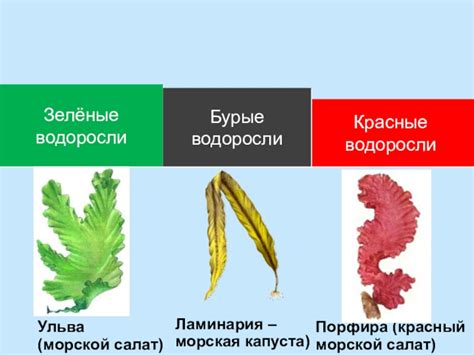 Водоросли: распространение по причинам