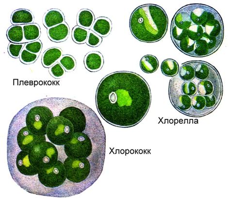 Водоросли имеют клеточную структуру