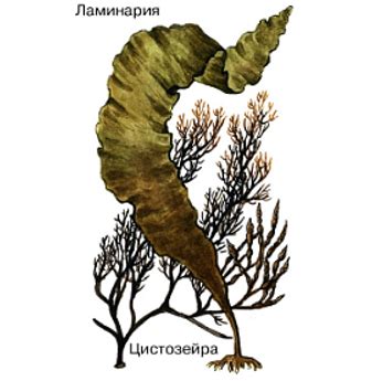 Водоросли используются в пищевой и фармацевтической промышленности