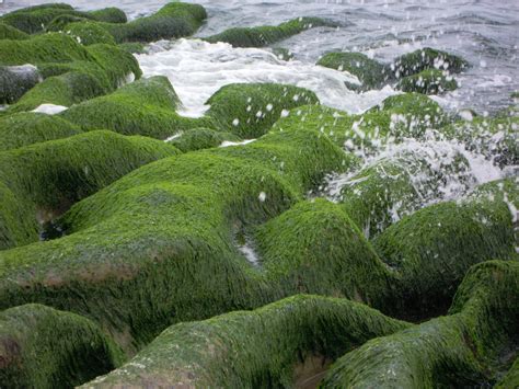 Водоросли и водяные растения