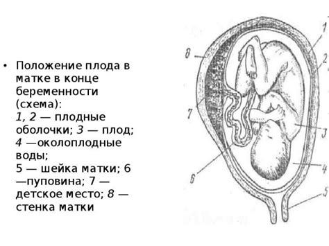 Воды плода и пуповина