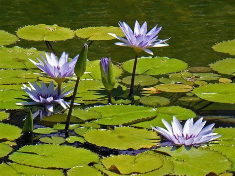 Водяные полы: растения с самыми удивительными плавучими семенами