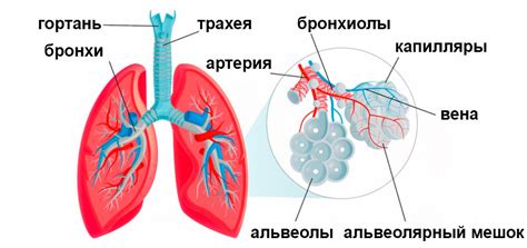 Воздействие ветра на дыхательную систему